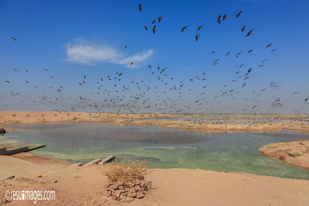 RJ_459.jpg - Khichan, Rajasthan