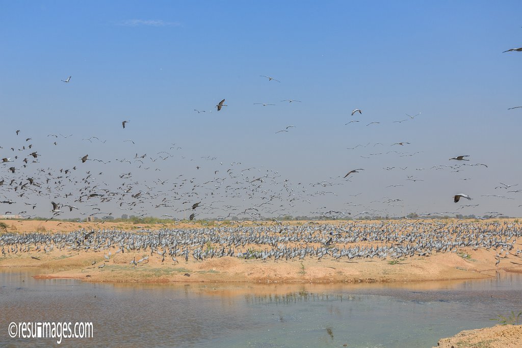 RJ_460.jpg - Khichan, Rajasthan