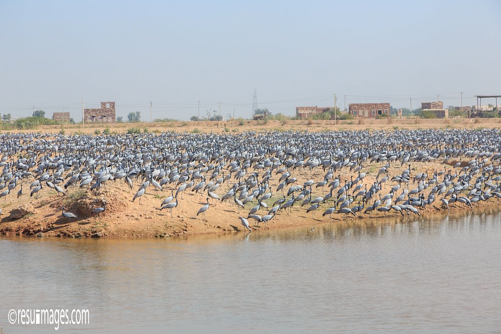 RJ_466.jpg - Khichan, Rajasthan