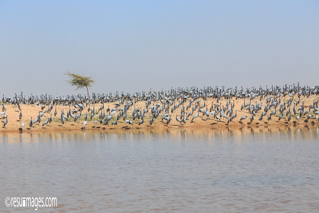 RJ_478.jpg - Khichan, Rajasthan