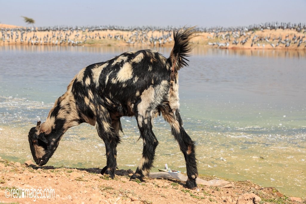 RJ_485.jpg - Khichan, Rajasthan