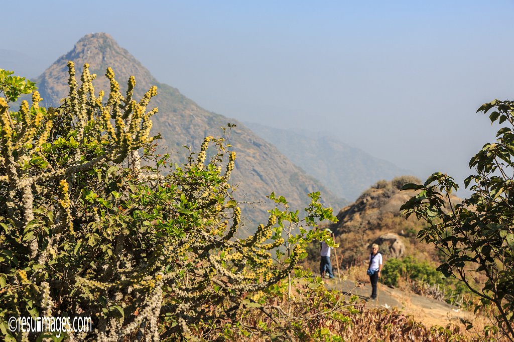 RJ_1552.jpg - Mount Abu, Rajasthan