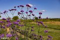 Dorset (30)
