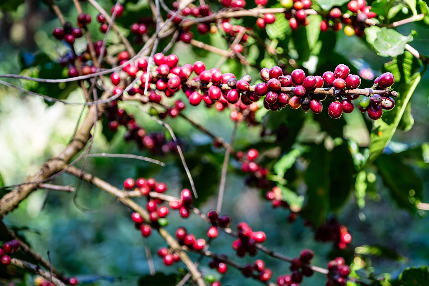 Doi Chang Coffee Chiang Rai