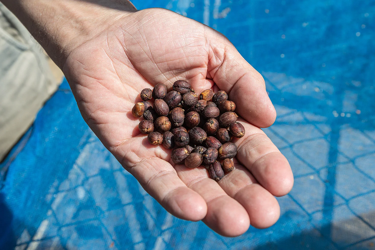 Dried Arabica Coffee Beans