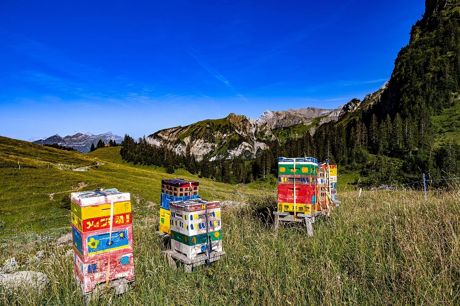 beehives-gitschenen-switzerland
