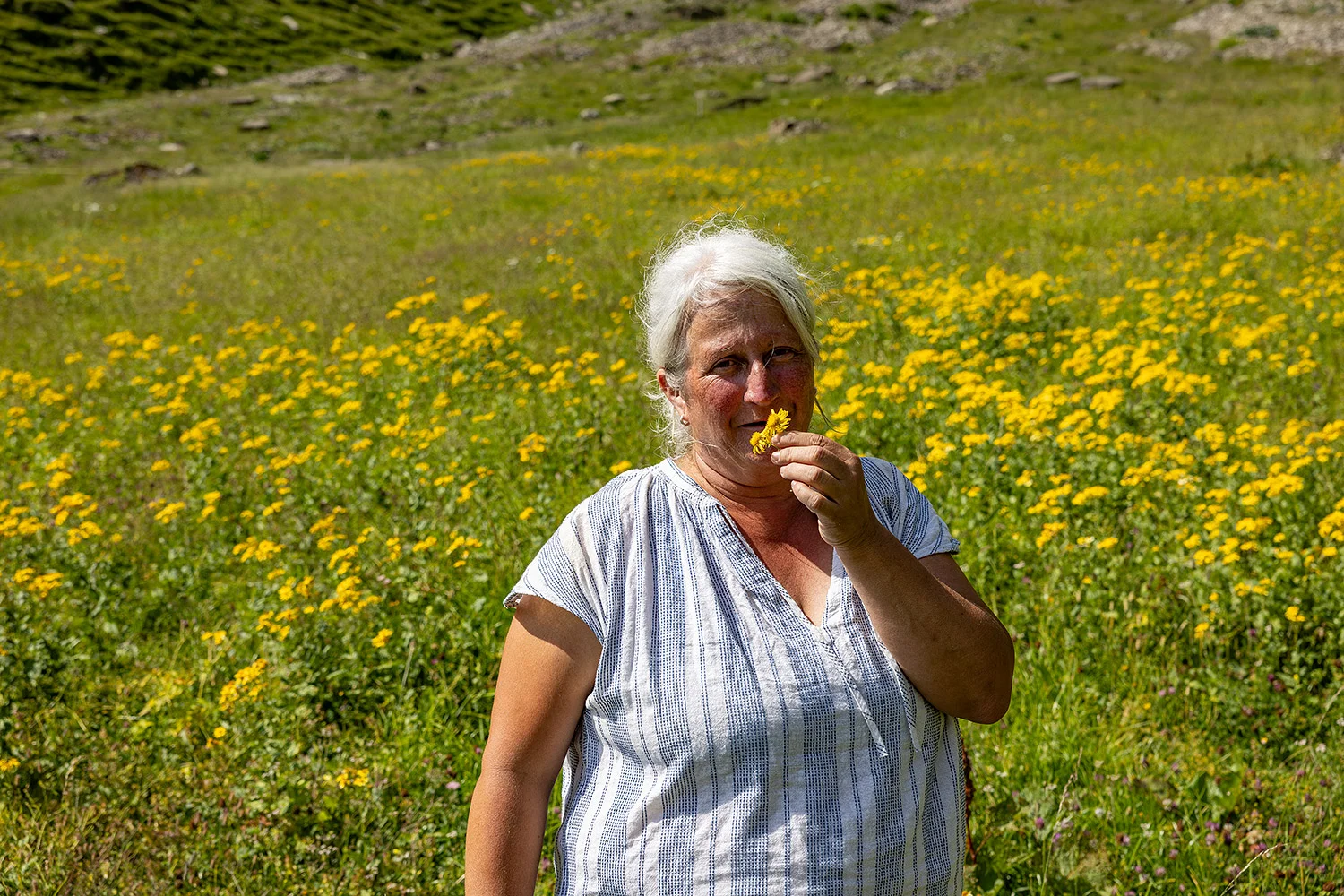 ragwort-gitschenen-switzerland