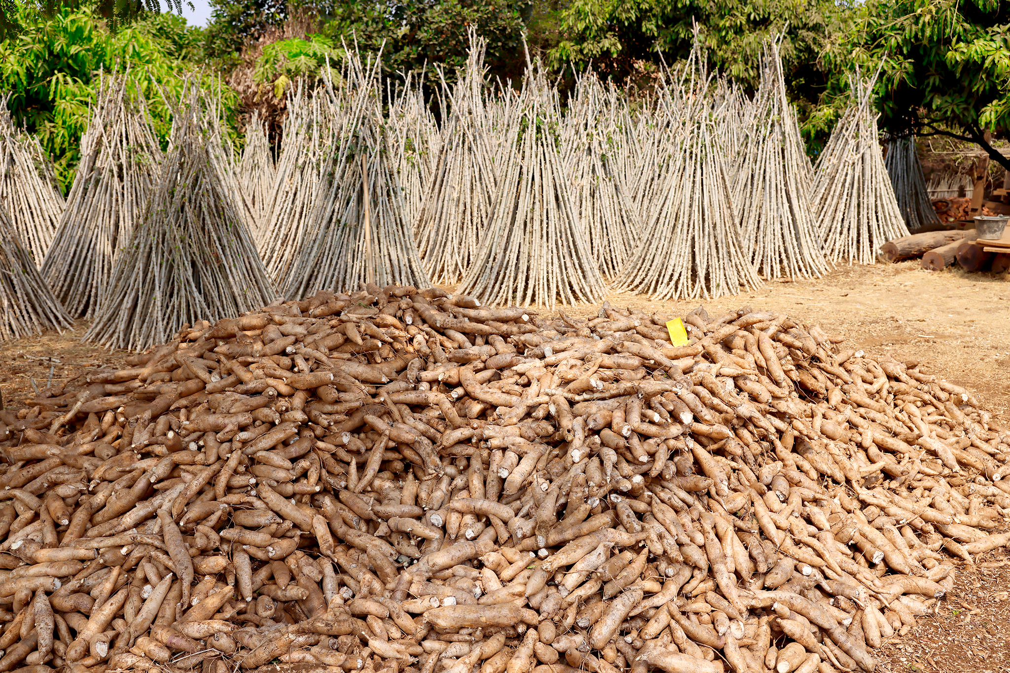 Cassava