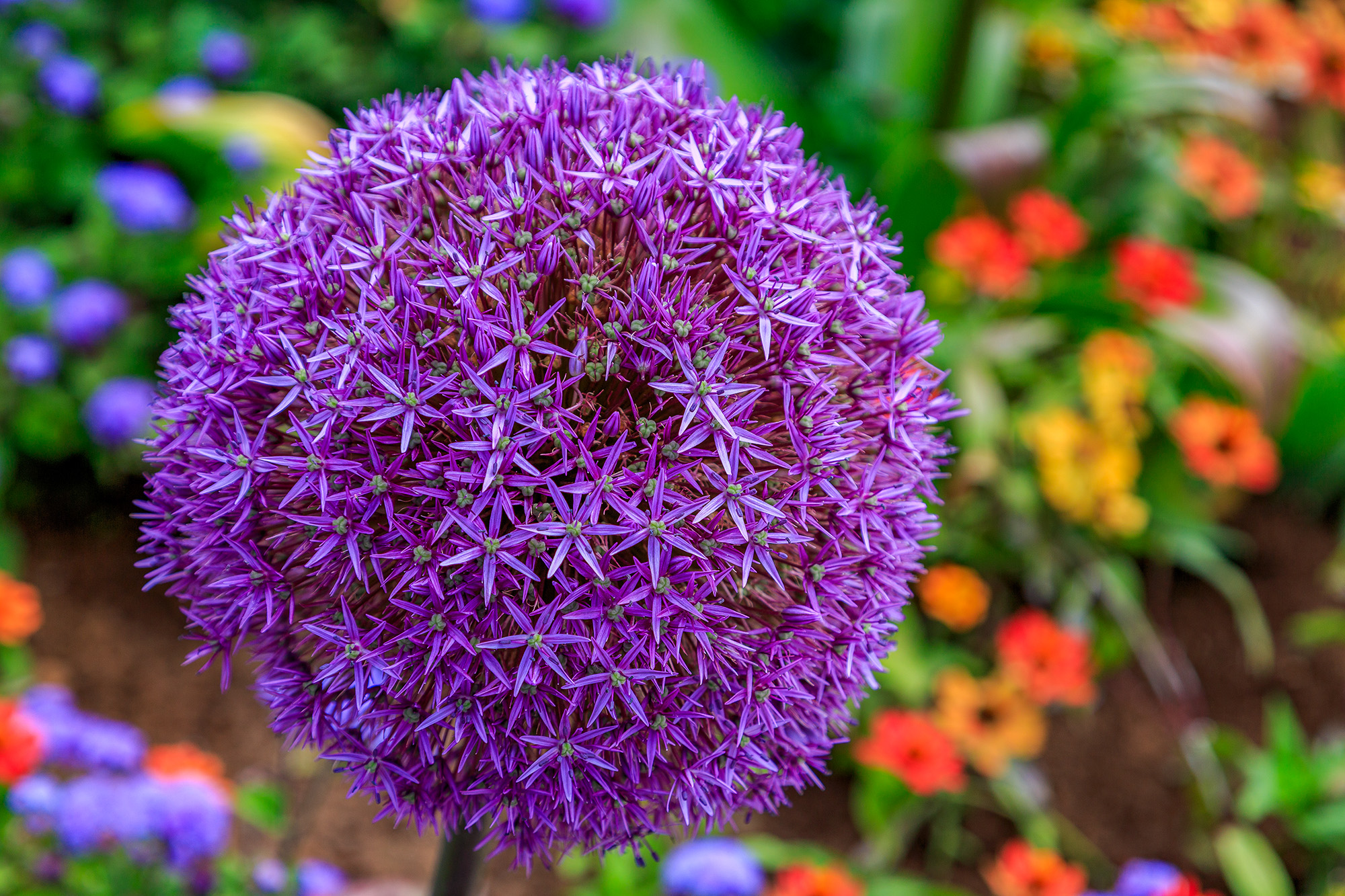 Ornamental Onion Muehlacker