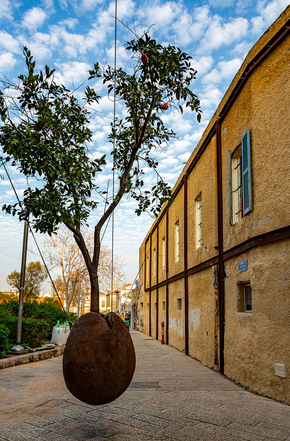 Floating orange tree in the old city of Jaffa