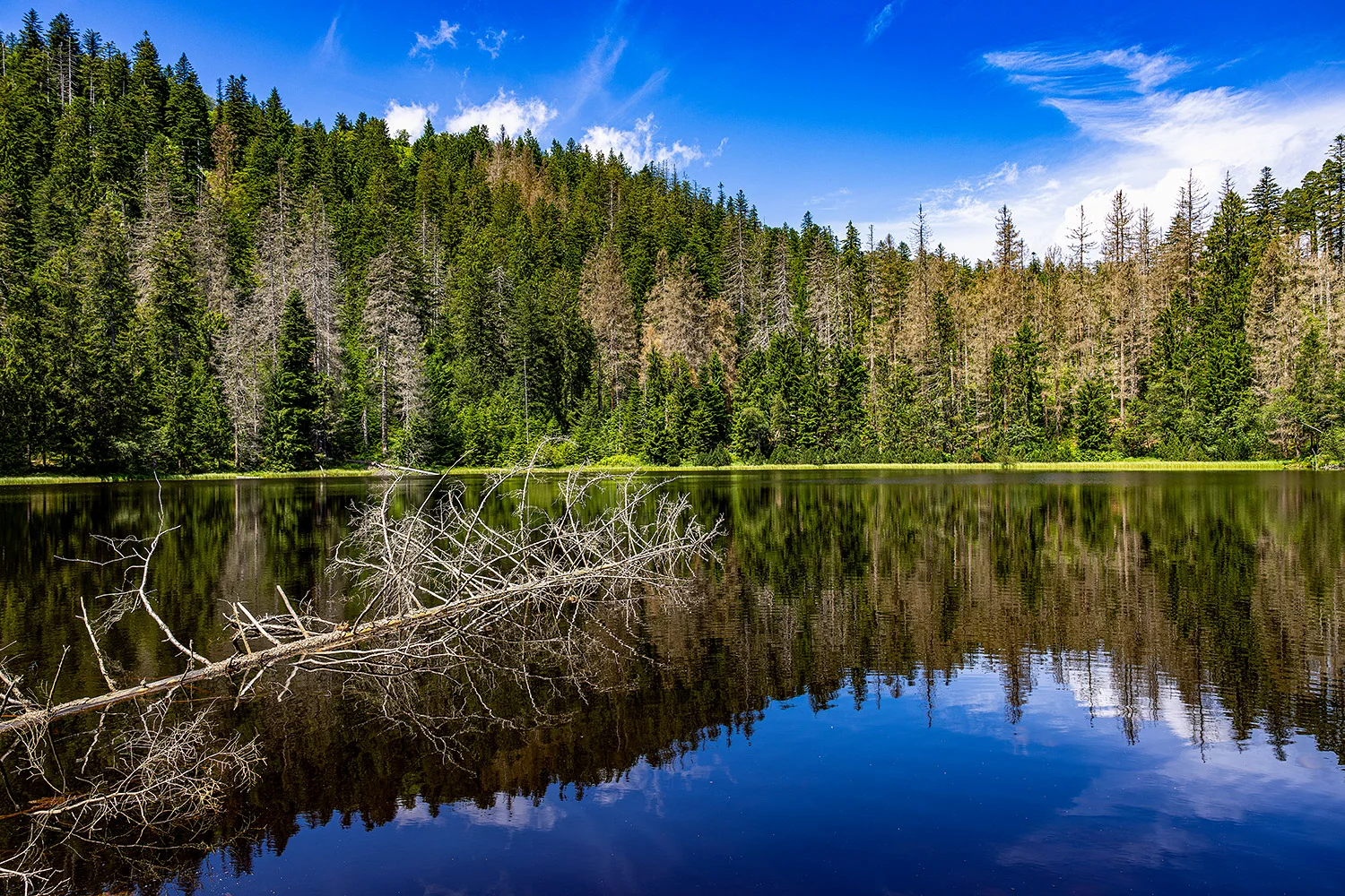 Wild Lake Ruhestein Black Forest Germany