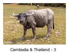 Combodia & Thailand