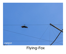 Flying-Fox